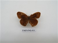 藏品(密紋波眼蝶)的圖片